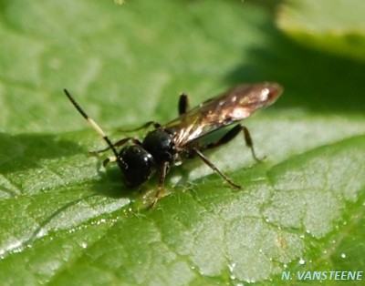 Coelichneumon microstictus